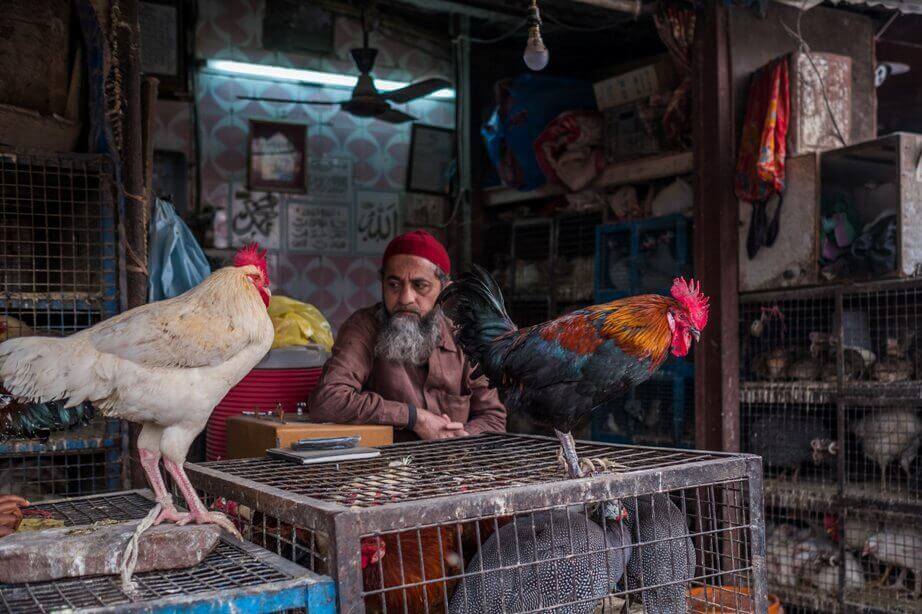 Poultry farm shop and market